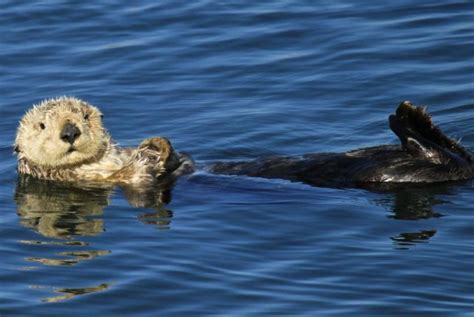 california officials offer 10k reward in hunt for sea otter killers