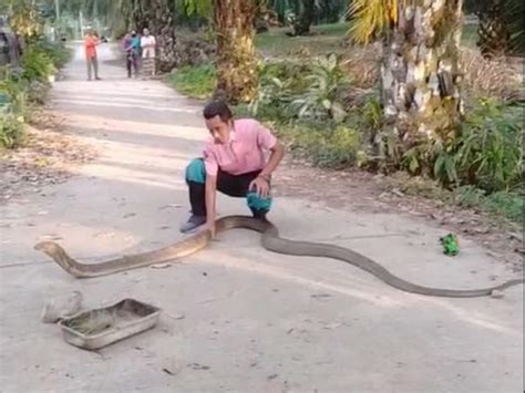 fearless encounter  thailand man captures massive king cobra snake barehanded thuc dreams