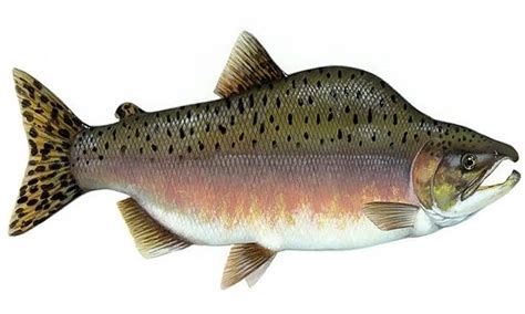 ikanwiki jenis jenis ikan salmon    indonesia