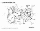 Anatomy Ear Coloring Diagrams Labeling Reference Information sketch template