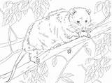 Opossum Coloring Virginia Tree Categories sketch template
