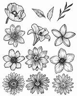 Blumen Sketches Skizzen Zeichnung Himen Sketchbook Picstagram sketch template