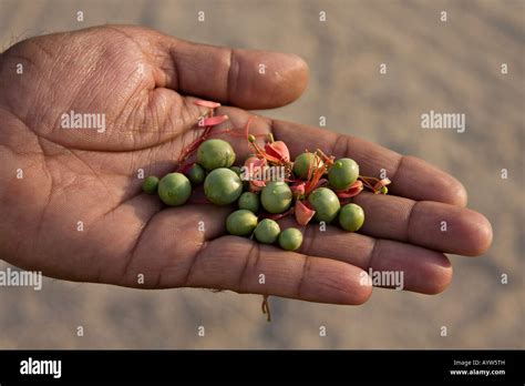 ber fruit high resolution stock photography  images alamy