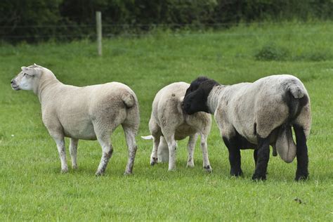 preparing   breeding season  sheep farms agrilandie