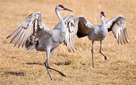crane wading birds migratory long legged britannica