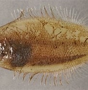 Afbeeldingsresultaten voor "arnoglossus Laterna". Grootte: 182 x 174. Bron: fishbiosystem.ru