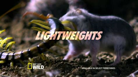 national geographic wild hd generic promo youtube