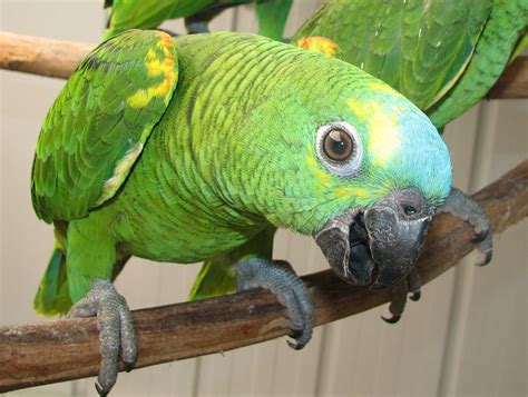 blue fronted amazon