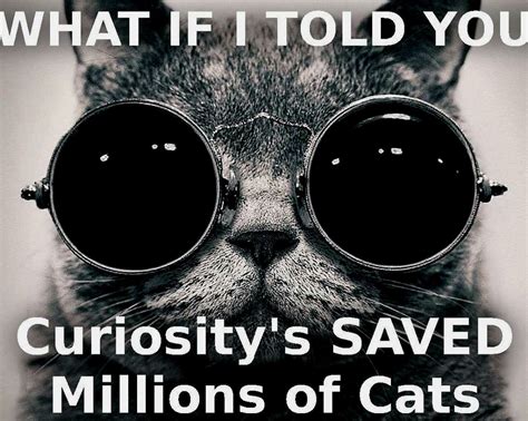 1440x1149 Px 47 Cat Funny Grumpy Humor Meme Quote High