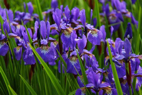 native plants youll    louisiana iris flowers