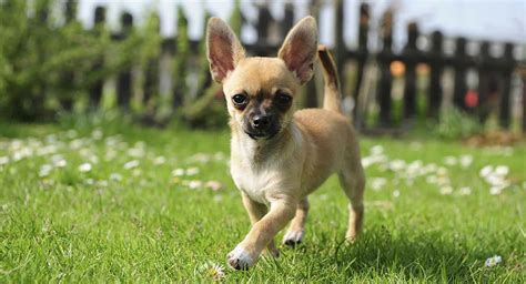 chihuahua dog information  guide   worlds smallest dog