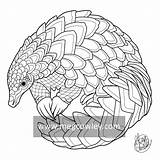 Pangolin Coloring Drawing Colouring Getdrawings 1kb 800px sketch template