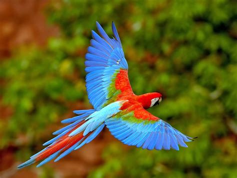 alluring planet flying parrot