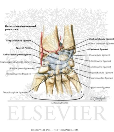 wrist palmar ligaments