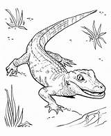 Coloring Alligator Pages American Baby Crocodile Drawing Getdrawings Line Print Getcolorings Weird Printable Color Alligators Colorings Template Searches Recent sketch template