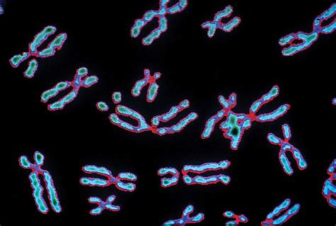 Complete Human X Chromosome Sequence Achieved By Scientists
