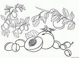 Owoce Kolorowanki Brzoskwinia śliwka Morela sketch template