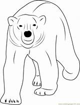 Bear Polar Coloring Walking Pages Sitting Template Coloringpages101 Color Online sketch template