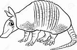 Armadillo Coloring Clipart Cartoon Pages Vector Stock Cute Realistic Clip Tatu Sheet Animal Printable Clker Shutterstock Sas Shared Coloringbay Webstockreview sketch template