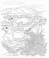 Desert Animals Quail Sonoran Coloringbay sketch template