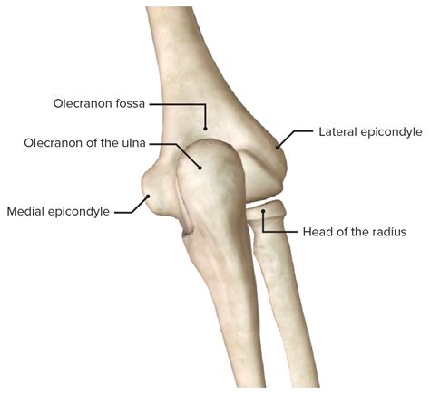 elbow joint anatomy video lecturio medical