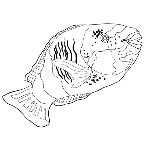 coloring chlorurus bleekeri  fish parrot vector illustration stock