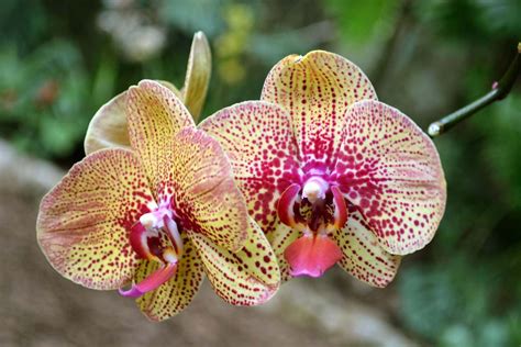 Moth Orchid Description And Care Britannica