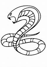 Schlange Cobra Ausmalbilder Getcolorings sketch template