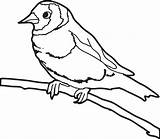 Sparrow Coloring Printable Kids Pages Click Getdrawings Getcolorings Color sketch template