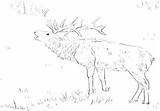 Coloring Elk Pages Getdrawings sketch template