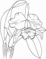 Orchid Cattleya Drawing Coloring Supercoloring Dibujo Dibujos sketch template