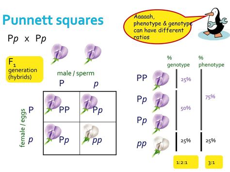 Dihybrid Punnett Square F1 Mendelian Laws Of Inheritance Monohybrid