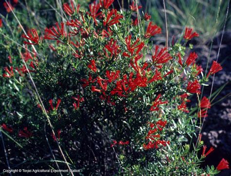 Texas Native Plants Database