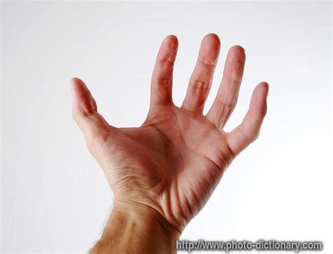 hand photopicture definition  photo dictionary hand word