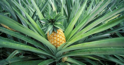 heres   grow  pineapple  home   simple steps