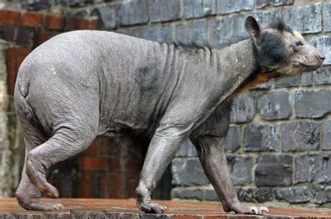 animals  hair  barely recognizable hairless