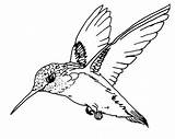 Hummingbird Throated Realistic Picaflor Humming Druku Colorluna Kolorowanka Zabawy sketch template