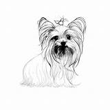 Yorkie Coloring Drawing Pages Puppy Yorkshire Line Yorkies Terrier Dog Tattoo Teacup Silhouette Colouring Dogs Cartoon Sketch Breeds Drawings Outline sketch template