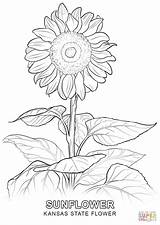 Coloring Flower Pages Kansas State Drawing Sunflower Flowers Detailed Realistic Tree Printable Outline Almond Getcolorings Trees Plants Getdrawings Colorings Delaware sketch template