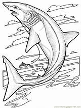 Shark Sharks Coloring Printable Pages Color Fish sketch template