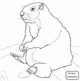 Prairie Dog Drawing Coloring Getdrawings sketch template