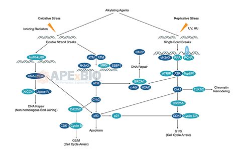apexbio dna damagedna repair signaling pathways