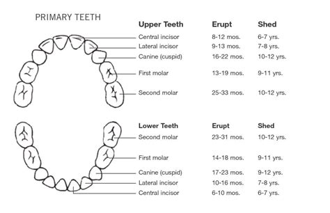 ready   babys  teeth port pediatric dentistry