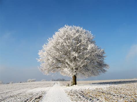 baum im winter foto bild jahreszeiten winter natur bilder auf