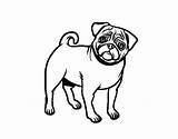 Pug Carlin Carlino Colorir Coloriage Dessin Colorier Imprimer Pugs Cachorro Imprimir Coloritou Dibujar Stampare Pinscher Cani Cachorros Membre Acolore Bukaninfo sketch template