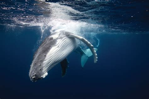 humpback whale calls remain constant over decades scientific american