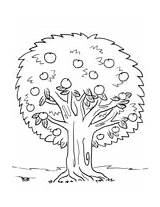 Melo Macieira Apfelbaum Alberi Desenho Ausmalbild Malvorlagen Stampare Blaetter sketch template