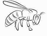 Wasp Avispas Abelha Colorir Abelhas Bugs Facil Designlooter sketch template