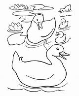 Coloring Family Duck Easter Ducks Drawing Kids Sheets Pages Colouring Preschool Pond Color Printable Duckling Little Kindergarten Gif Drawings Happy sketch template