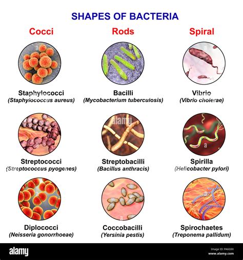 bacteria  examples